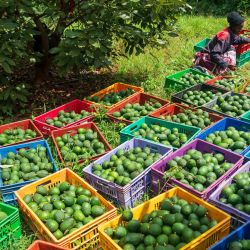 Imagen de una agricultora clasificando aguacates en un huerto de aguacates, en el condado de Muranga, Kenia. Kenia es actualmente el mayor productor de aguacates de África y el primer país africano en exportar aguacates frescos a China. Los aguacates producidos en Kenia son reconocidos por su rico contenido en aceite y su sabor cremoso. | Foto:Xinhua/Xie Jianfei