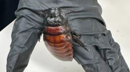 En Australia incautaron cucarachas en criadero clandestino. 
