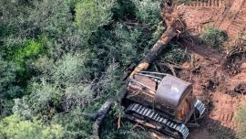 El fallo fue celebrado por las organizaciones ambientalistas.