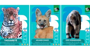 Figus de Vida Silvestre