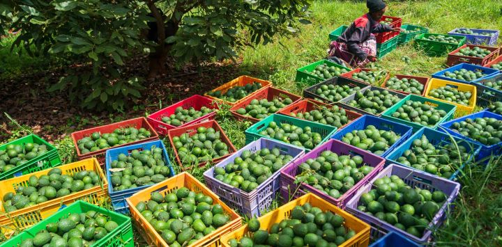 Imagen de una agricultora clasificando aguacates en un huerto de aguacates, en el condado de Muranga, Kenia. Kenia es actualmente el mayor productor de aguacates de África y el primer país africano en exportar aguacates frescos a China. Los aguacates producidos en Kenia son reconocidos por su rico contenido en aceite y su sabor cremoso.