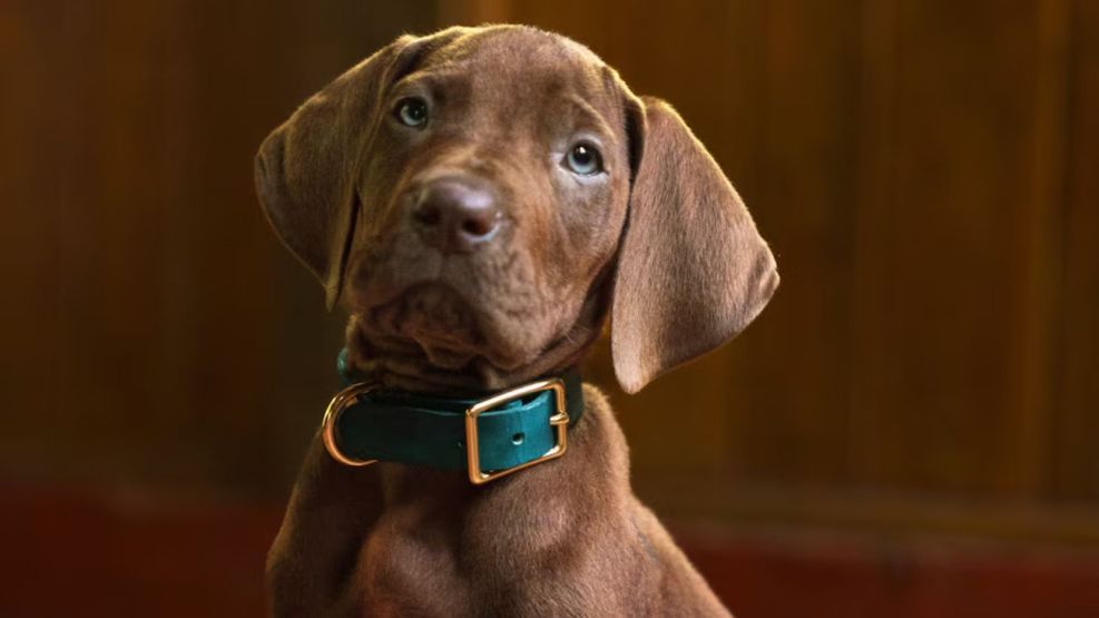 scooby do