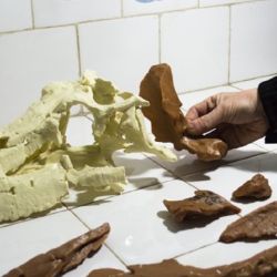 Piezas del cráneo de Shakajlura. 