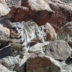 Buscan evitar su extinción.