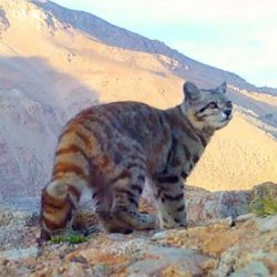 El gato andino habita zonas de alta montaña de Chile, Perú, Bolivia y Argentina