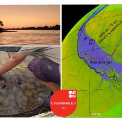 Este nuevo descubrimiento aporta información clave sobre la ecología de uno de los peces más impresionantes del país y refuerza la necesidad de proteger los ambientes acuáticos del Paraná, un ecosistema fundamental para la biodiversidad argentina y para miles de pescadores deportivos que disfrutan de sus recursos de manera responsable.