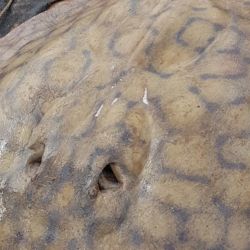 Este nuevo descubrimiento aporta información clave sobre la ecología de uno de los peces más impresionantes del país y refuerza la necesidad de proteger los ambientes acuáticos del Paraná, un ecosistema fundamental para la biodiversidad argentina y para miles de pescadores deportivos que disfrutan de sus recursos de manera responsable.