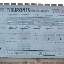 La nueva cartelería busca acercar información clara a pescadores y visitantes sobre la importancia de proteger a estos grandes depredadores marinos. 
