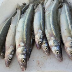 Ubicada a unos 180 km de la Capital Federal, este ámbito dispone de buenos servicios y abundancia de especies calificadas como lo es el pejerrey y, en temporada de verano, la lisa. 