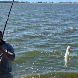 Los conocedores de la laguna destacan que muchos de los ejemplares capturados muestran un desarrollo sobresaliente, producto del crecimiento sostenido que tuvieron durante los últimos años gracias al cuidado del recurso y a una menor presión sobre el ambiente.