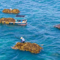 Vista aérea tomada con un dron de pescadores recolectando algas en las aguas poco profundas a unos dos kilómetros del poblado de Tanmen, en Qionghai, en la provincia de Hainan, en el sur de China. Estas algas se pueden procesar como alimento de alta calidad para el cultivo artificial de pepinos y erizos de mar, sirviendo tanto para la protección marina como para fines económicos. | Foto:Xinhua/Meng Zhongde