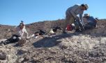 Científicos argentinos descubren un milenario y gigantesco pariente de los cocodrilos 
