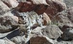 ¿Cómo es el plan para para rescatar al felino más amenazado de América?