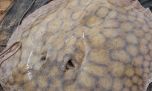 Histórico: una raya de agua dulce realizó el desplazamiento más largo jamás registrado