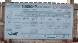 0906_TIBURONES