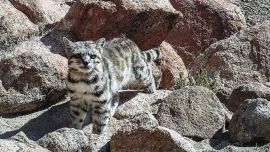 Buscan evitar su extinción.