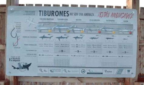 0906_TIBURONES