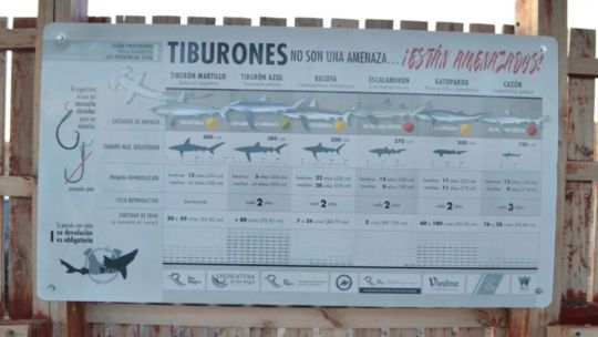 Tiburones en peligro: colocan carteles informativos para fortalecer la pesca responsable en Río Negro