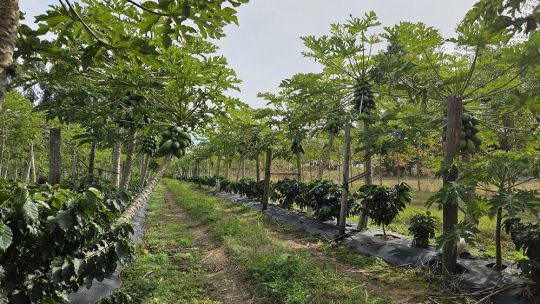 Café correntino: avanza un ensayo histórico en Empedrado y p
