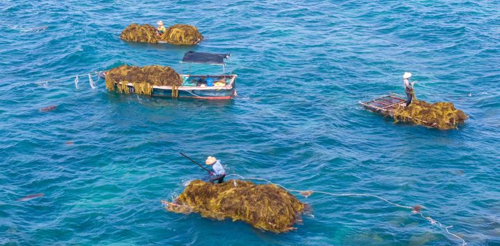 Vista aérea tomada con un dron de pescadores recolectando algas en las aguas poco profundas a unos dos kilómetros del poblado de Tanmen, en Qionghai, en la provincia de Hainan, en el sur de China. Estas algas se pueden procesar como alimento de alta calidad para el cultivo artificial de pepinos y erizos de mar, sirviendo tanto para la protección marina como para fines económicos.