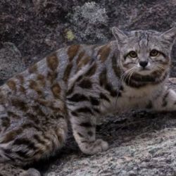 El gato andino está en serio peligro de extinción.