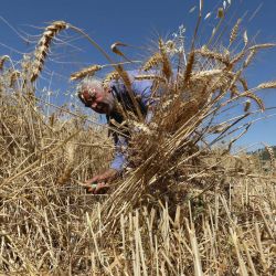 Un agricultor palestino cosecha trigo en la aldea de As-Sawiya, en el sur de Naplusa, en Cisjordania. | Foto:Xinhua/Nidal Eshtayeh