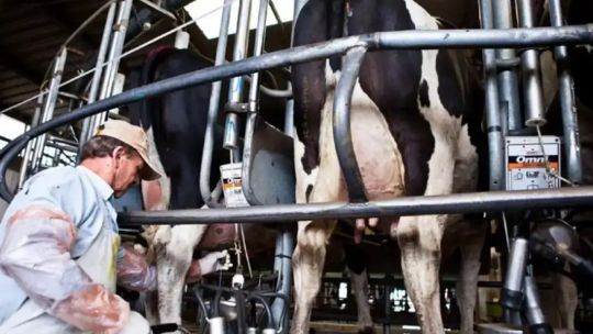 Vacunación contra la fiebre aftosa: tamberos impulsan cambio