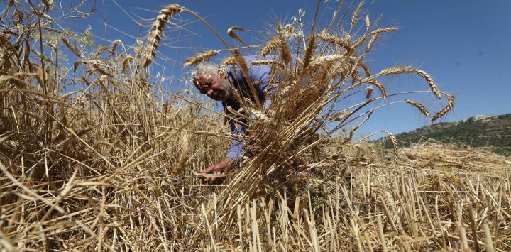 Un agricultor palestino cosecha trigo en la aldea de As-Sawiya, en el sur de Naplusa, en Cisjordania.