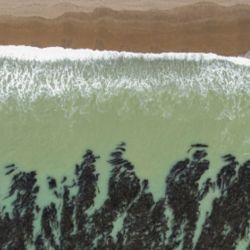 Los bosques de macroalgas cumplen funciones ecológicas esenciales: sirven de refugio y zona de reproducción para numerosas especies marinas