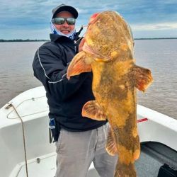 El manguruyú es considerado uno de los peces de agua dulce más grandes de Sudamérica. Aunque algunos ejemplares pueden superar ampliamente los 100 kg, en la pesca deportiva las capturas suelen oscilar entre los 20 y los 50 kg. 