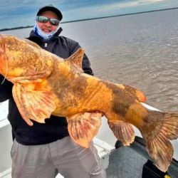 El manguruyú es considerado uno de los peces de agua dulce más grandes de Sudamérica. Aunque algunos ejemplares pueden superar ampliamente los 100 kg, en la pesca deportiva las capturas suelen oscilar entre los 20 y los 50 kg. 