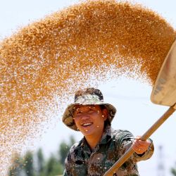 Imagen de un agricultor secando el trigo cosechado, en el poblado de Xiwangzhuang, en la ciudad de Zaozhuang de la provincia de Shandong, en el este de China. | Foto:Xinhua/Sun Zhongzhe