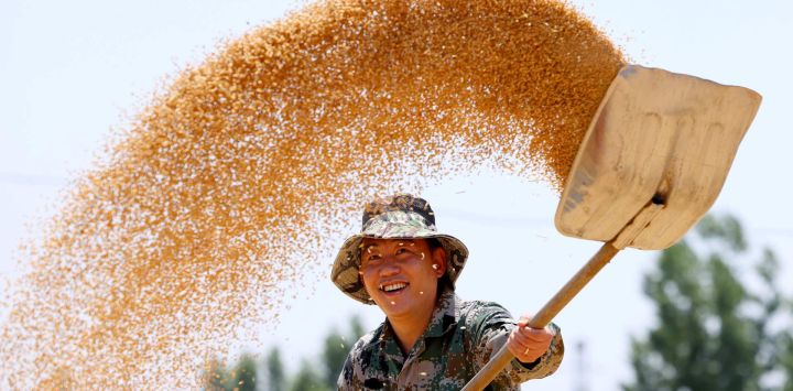 Imagen de un agricultor secando el trigo cosechado, en el poblado de Xiwangzhuang, en la ciudad de Zaozhuang de la provincia de Shandong, en el este de China.