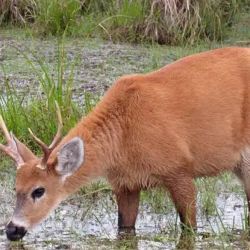 La especie fue recategorizada oficialmente y pasó de 