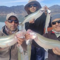 No hay pescado intermedio, es grande o juvenil, lo que lleva a esperas tediosas por momentos, aunque el premio es generoso: piezas de 2.1 a 2.9 kg, ejemplares muy difíciles de encontrar en cualquier otro lugar. 