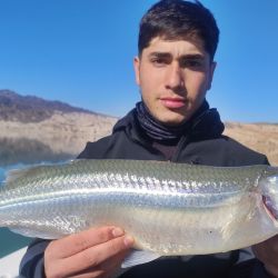 No hay pescado intermedio, es grande o juvenil, lo que lleva a esperas tediosas por momentos, aunque el premio es generoso: piezas de 2.1 a 2.9 kg, ejemplares muy difíciles de encontrar en cualquier otro lugar. 