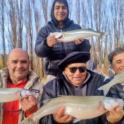 No hay pescado intermedio, es grande o juvenil, lo que lleva a esperas tediosas por momentos, aunque el premio es generoso: piezas de 2.1 a 2.9 kg, ejemplares muy difíciles de encontrar en cualquier otro lugar. 