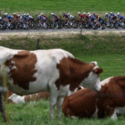 El grupo de ciclistas pasa junto a vacas de la raza Montbeliarde, una raza de ganado lechero, durante la quinta etapa del Tour Auvergne-Rhone-Alpes, de 195,8 km entre Saint-Chamond y Villars-les-Dombes, en el centro de Francia. | Foto:ANNE-CHRISTINE POUJOULAT / AFP