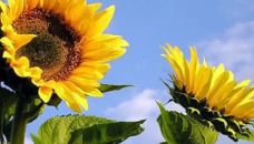 Girasol