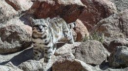 1206_GATO ANDINO