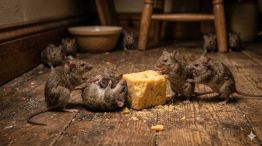 Varios ratones peleándose o al acecho de un pedazo de queso 12062026