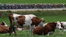 El grupo de ciclistas pasa junto a vacas de la raza Montbeliarde, una raza de ganado lechero, durante la quinta etapa del Tour Auvergne-Rhone-Alpes, de 195,8 km entre Saint-Chamond y Villars-les-Dombes, en el centro de Francia.