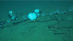 Descubren un cementerio de ballenas con 476 fósiles.