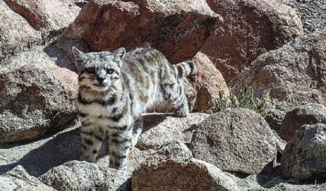1206_GATO ANDINO
