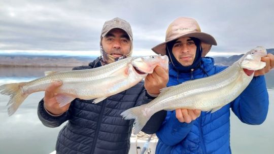 Los pejerreyes gigantes de San Juan que atraen pescadores de todo el país