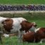 Fotogaleria El grupo de ciclistas pasa junto a vacas de la raza Montbeliarde, una raza de ganado lechero, durante la quinta etapa del Tour Auvergne-Rhone-Alpes, de 195,8 km entre Saint-Chamond y Villars-les-Dombes, en el centro de Francia