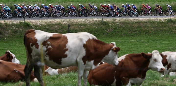 El grupo de ciclistas pasa junto a vacas de la raza Montbeliarde, una raza de ganado lechero, durante la quinta etapa del Tour Auvergne-Rhone-Alpes, de 195,8 km entre Saint-Chamond y Villars-les-Dombes, en el centro de Francia.