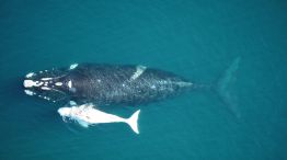 ballena austral migración