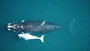 ballena austral migración