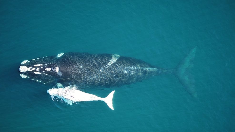 ballena austral migración